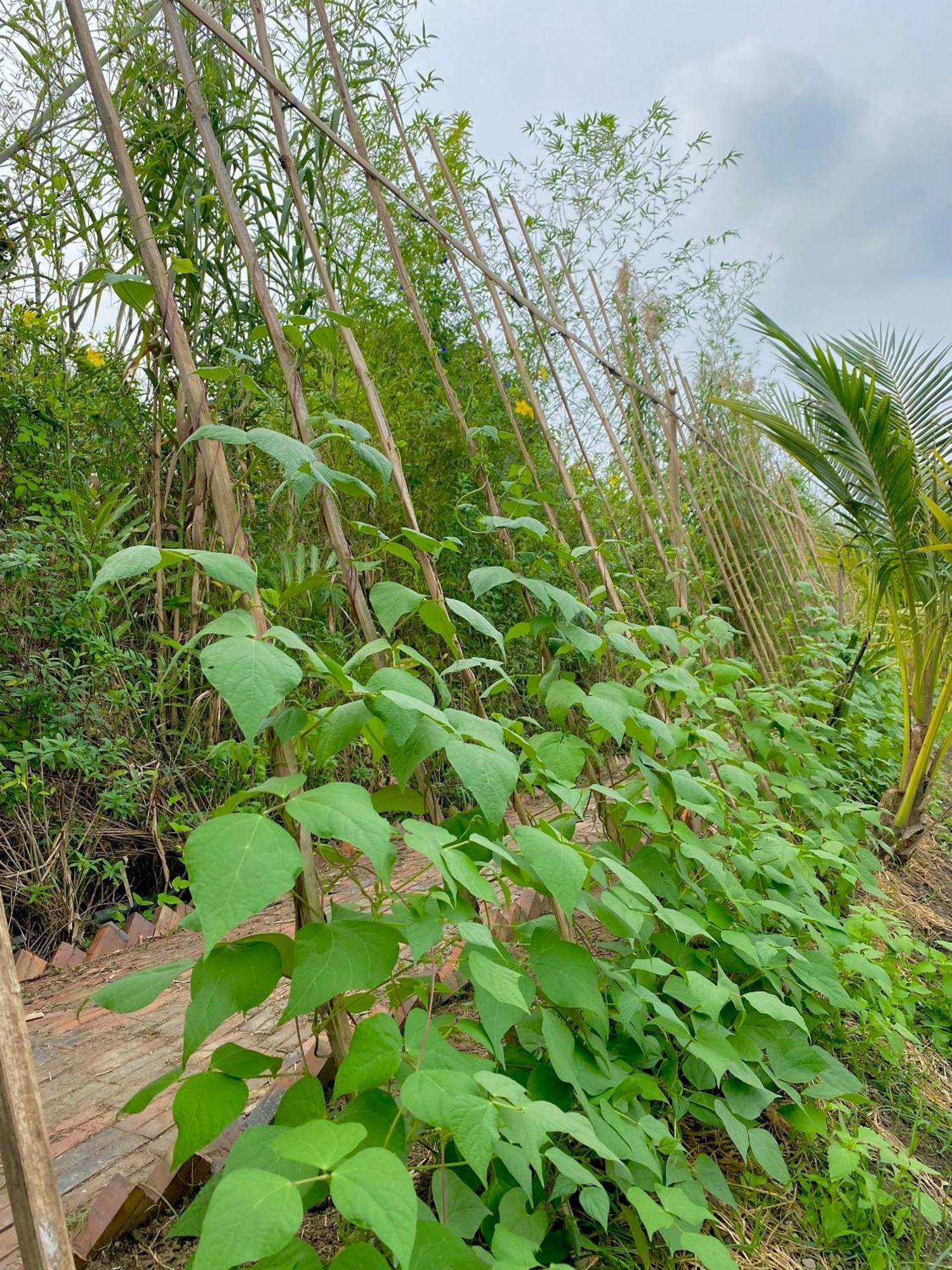 Mekong Silt Ecolodge เกิ่นเทอ ภายนอก รูปภาพ